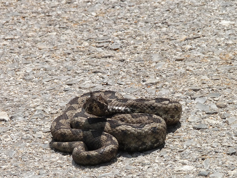 Vipera ammodytes del Monte Ossa (Grecia)